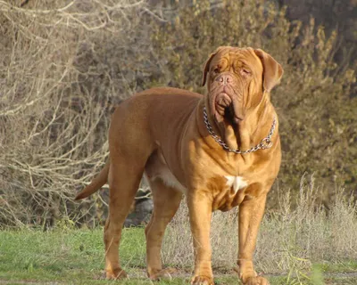 Бордоский дог (Dogue de Bordeaux) - это крупная, умная и очень смелая порода  собак. Фото, описание и отзывы о собаке.