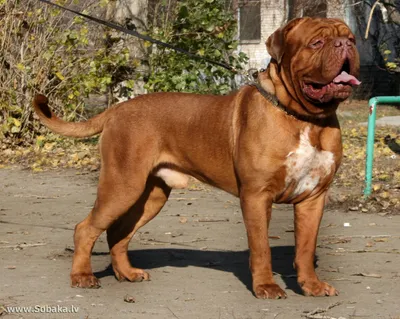 Бордоский дог собака: описание, характер, фото, цена