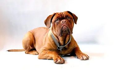 Бордоский Дог - «Лучшая в мире собака!!!» | отзывы