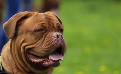 Бордоский дог (Dogue de Bordeaux) - это крупная, умная и очень смелая порода  собак. Фото, описание и отзывы о собаке.