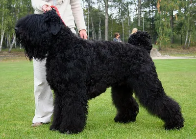 Порода собак черный терьер фото фотографии