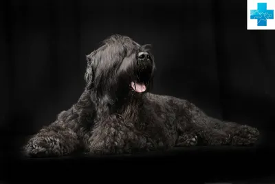 Порода черный терьер - Породы собак обзор на Gomeovet