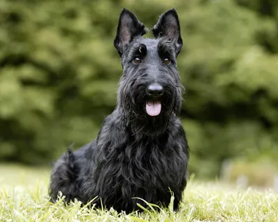 Скотч терьер (Scottish Terrier) - это умная, сообразительная и преданная порода  собак. Фото, отзывы и описание породы.