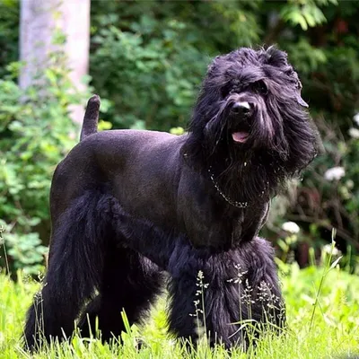 Русский черный терьер (Black Russian Terrier) - это это крепкая, ловкая и  мощная порода собак. Фото, отзывы и описание породы.