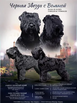 Русский черный терьер: история появления и особенности «собаки Сталина» |  Ветеринария и жизнь