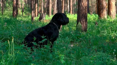 О породах собак. Русский чёрный терьер. | Пикабу
