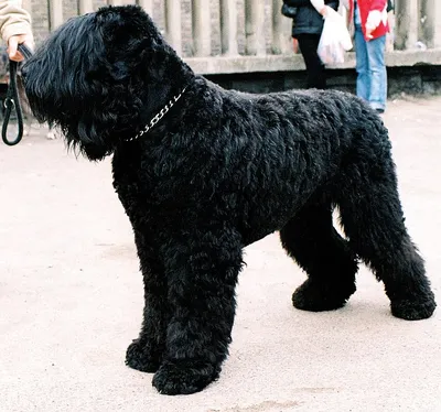 Очень красивая большая черная собака породы итальянского тростника Корсо  Стоковое Изображение - изображение насчитывающей природа, млекопитающее:  165965213