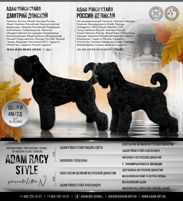 Black Russian Terrier _ Grooming Land