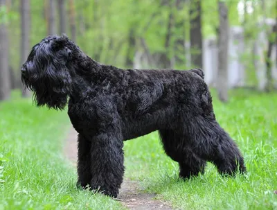 Русская черная порода собаки терьера, Burebred Стоковое Фото - изображение  насчитывающей трава, зеленый: 131396108