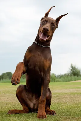 Доберман-пинчер (фото): всё об особенностях беззаветно преданной хозяину  породы Смотри больше http://kot-pes.com/doberman-… | Doberman pinscher dog,  Doberman, Dogs