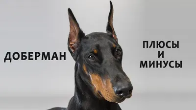 Немецкий пинчер: характеристика собак 🐕 и щенков породы - ProPlan.ru