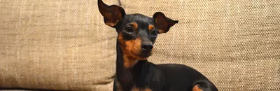 Порода собак доберман (36 фото) - 36 фото