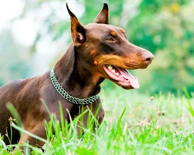 Доберман - это отличный сторожевой пес, который дает уверенность в  безопасности.