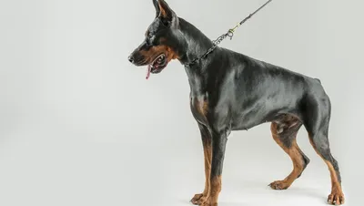 Собака доберман-пинчер удивительное фото с высокой детализацией | Премиум  Фото