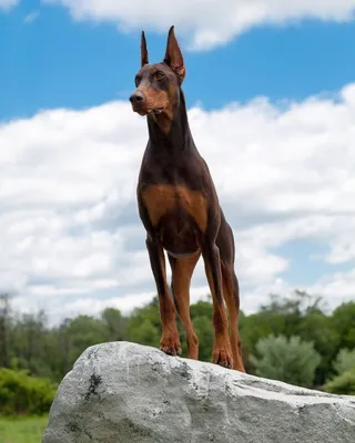 Доберман: фото, описание породы и характера собаки, цена, факты, размеры и  все + отзывы владельцев о содержании