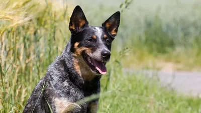 Одис (Одесская Домашняя Идеальная собака)