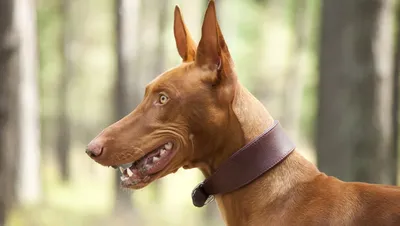 Породы собак с длинными ушами: ТОП-30 питомцев с висячими, большими,  стоячими ушками