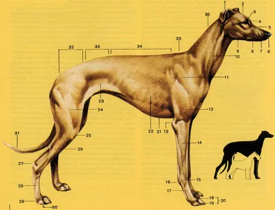 Цвергшнауцер - характеристика собак 🐶, и щенков породы — ProPlan.ru