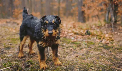 Экстерьер собаки миниатюрного Pinscher Стоковое Фото - изображение  насчитывающей трава, товарищ: 53271804
