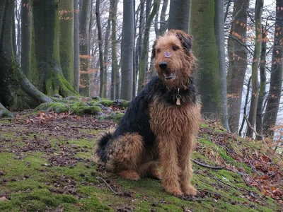 Эрдельтерьер - охотничья порода собак из Британии
