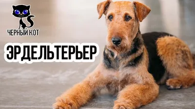 Английские пород собак Топ 10 - Pet-Mir.ru