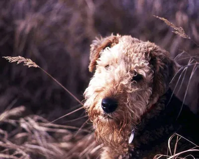 Эрдельтерьер (Airedale Terrier) - порода очень умная, смелая и игривая.  Фото, описание и отзывы о собаке.