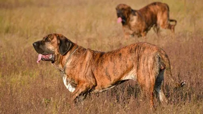Порода собак фила бразилейро фото фотографии