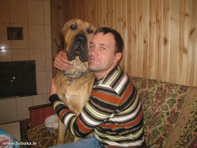 Фила бразилейро: очень смелый гигантский пёс, которому позволено не любить  людей | Пёсико | Дзен
