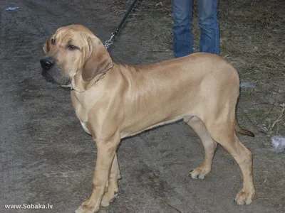 SOBAKA.LV | Породы собак | Фила-бразилейро | Фото 11727