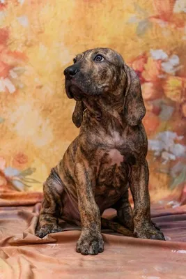 Щенки фила бразилейро: 1 500 $ - Собаки Киев на Olx