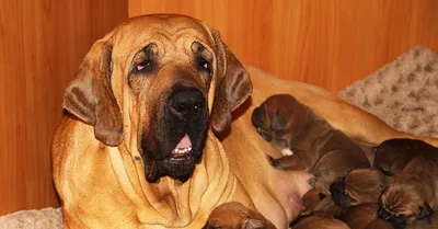 Описание породы собак - Фила бразилейро