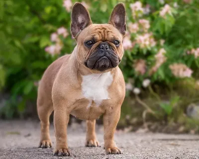 Порода собак французский бульдог фото фотографии