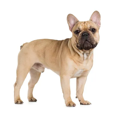 Порода собак французский бульдог (ФОТО)