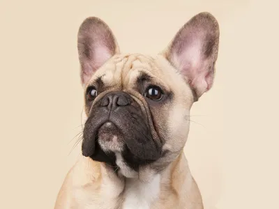 Французский бульдог: как выглядит пес, какой у него характер и как  правильно за ним ухаживать