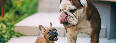 Французский бульдог: порода собак с интересными фактами» — создано в  Шедевруме