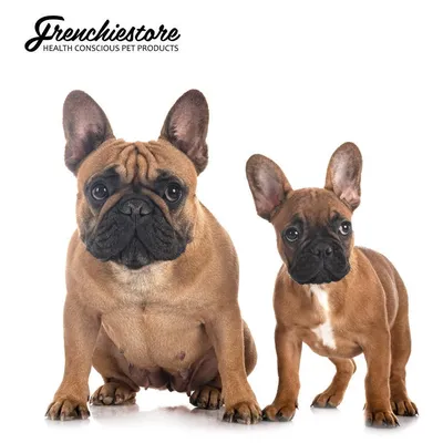 Порода французского «бульдог» стоит на позиции породы собак Брауна Стоковое  Фото - изображение насчитывающей элита, шагающий: 169418486
