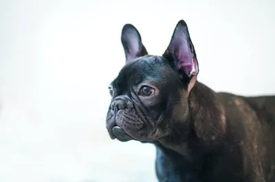 фото французского бульдога стоящего на черном фоне, картинка французского  бульдога, бульдог, собака фон картинки и Фото для бесплатной загрузки