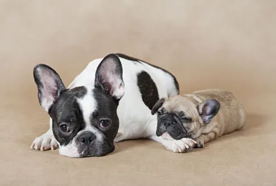 породы собак французский бульдог, фотки французского бульдога, бульдог,  собака фон картинки и Фото для бесплатной загрузки