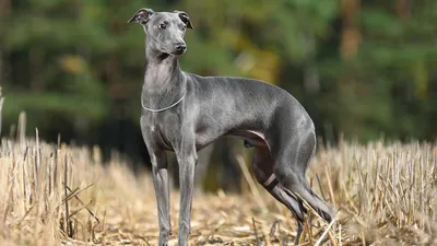 Грейхаунд - описание породы собак: характер, особенности поведения, размер,  отзывы и фото - Питомцы Mail.ru