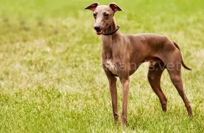 Грейхаунд собака: полное описание породы, характера, здоровья, плюсов и  минусов содержания