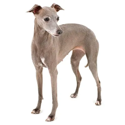 Собака порода грейхаунд,полная …» — создано в Шедевруме