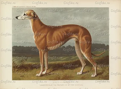 Грейхаунд – особенная порода собак