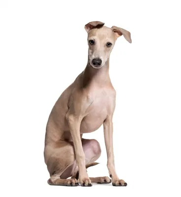 Итальянская собака порода Грейхаунд лежит в студии Стоковое Изображение -  изображение насчитывающей съемка, звероловство: 151476223