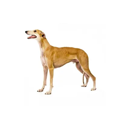 Грейхаунд собака: фото, характер, описание породы