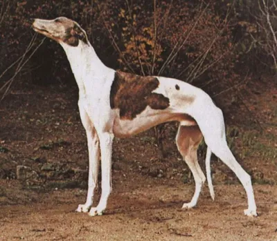 Грейхаунд - фото собаки, щенки и описание породы | История происхождения |  Pet-Yes