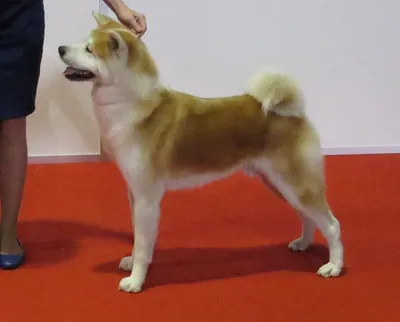 Японская порода Акита-ину, в наступающем году Собаки, набирает популярность  во всем мире...