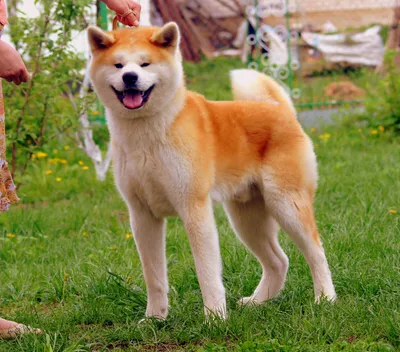 Акита Ину (Akita Inu) - легендарная порода собак родом из Японии. Описание,  отзывы, питомники.