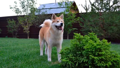 О породах собак. Японские шпицеобразные собаки, часть 1. Акита-ину; Большая японская  собака. | Пикабу