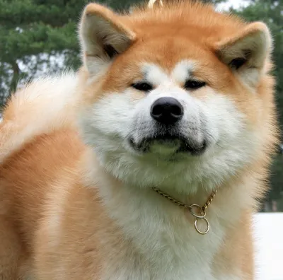 Преданный до гроба: как верность одной собаки прославила породу акита-ину,  превратив ее в один из символов Японии | Вокруг Света