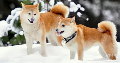 Платёжная система JCB - В Японии коренные породы собак признаны  национальным достоянием и охраняются законом как исчезающие виды 🐶  Некоторые породы исчезли в результате скрещивания с собаками, привезёнными  с Запада, другие не